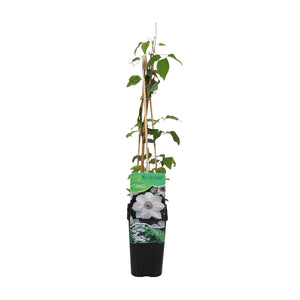Clematis 'Miss Bateman' - Root Houseplants