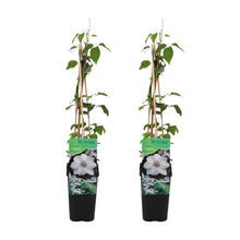 Load image into Gallery viewer, Clematis &#39;Miss Bateman&#39; - Root Houseplants
