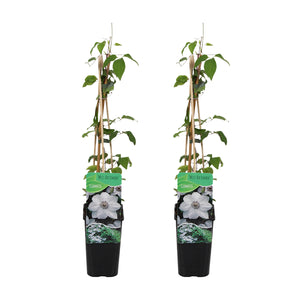 Clematis 'Miss Bateman' - Root Houseplants