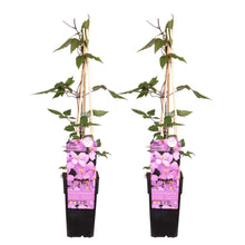 Lade das Bild in den Galerie-Viewer, Clematis montana var. rubens &#39;Rubens&#39; - Root Houseplants
