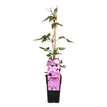 Lade das Bild in den Galerie-Viewer, Clematis montana var. rubens &#39;Rubens&#39; - Root Houseplants
