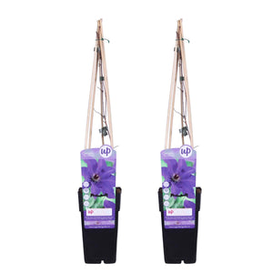 Clematis 'President' - Root Houseplants