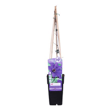 Load image into Gallery viewer, Clematis &#39;President&#39; - Root Houseplants
