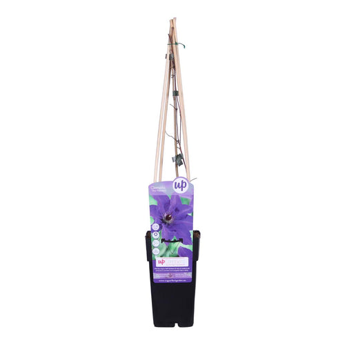 Clematis 'President' - Root Houseplants