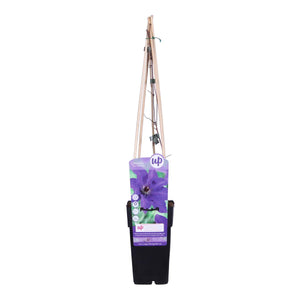 Clematis 'President' - Root Houseplants