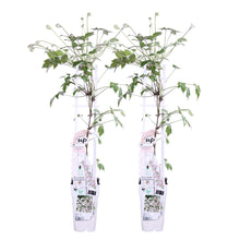 Load image into Gallery viewer, Clematis &#39;Tetrarose&#39; - Root Houseplants
