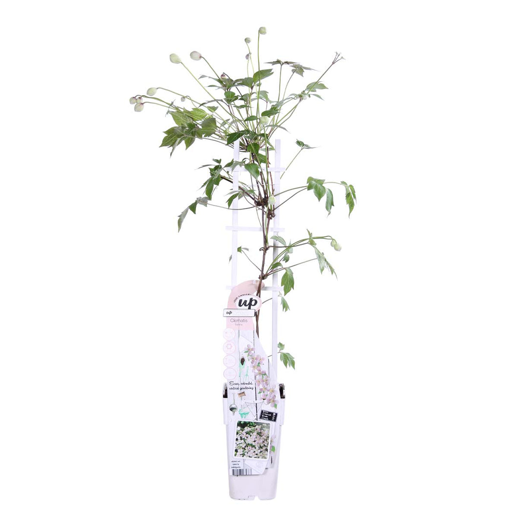 Clematis 'Tetrarose' - Root Houseplants