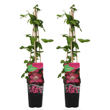 Load image into Gallery viewer, Clematis &#39;Ville de Lyon&#39; - Root Houseplants
