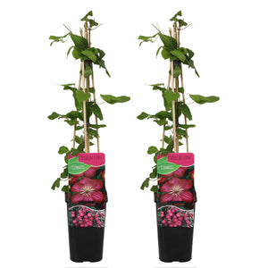 Clematis 'Ville de Lyon' - Root Houseplants