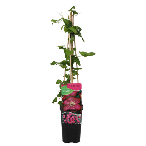 Clematis 'Ville de Lyon' - Root Houseplants