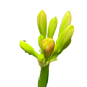 Clivia miniata - Root Houseplants