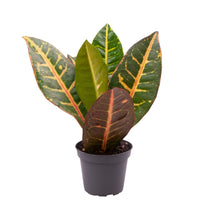 Load image into Gallery viewer, Codiaeum variegatum var. ‘Petra’ - Root Houseplants
