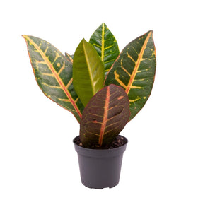 Codiaeum variegatum var. ‘Petra’ - Root Houseplants