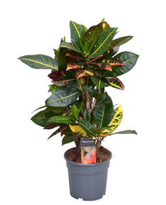 Codiaeum variegatum var. variegatum 'Excellent' - Root Houseplants