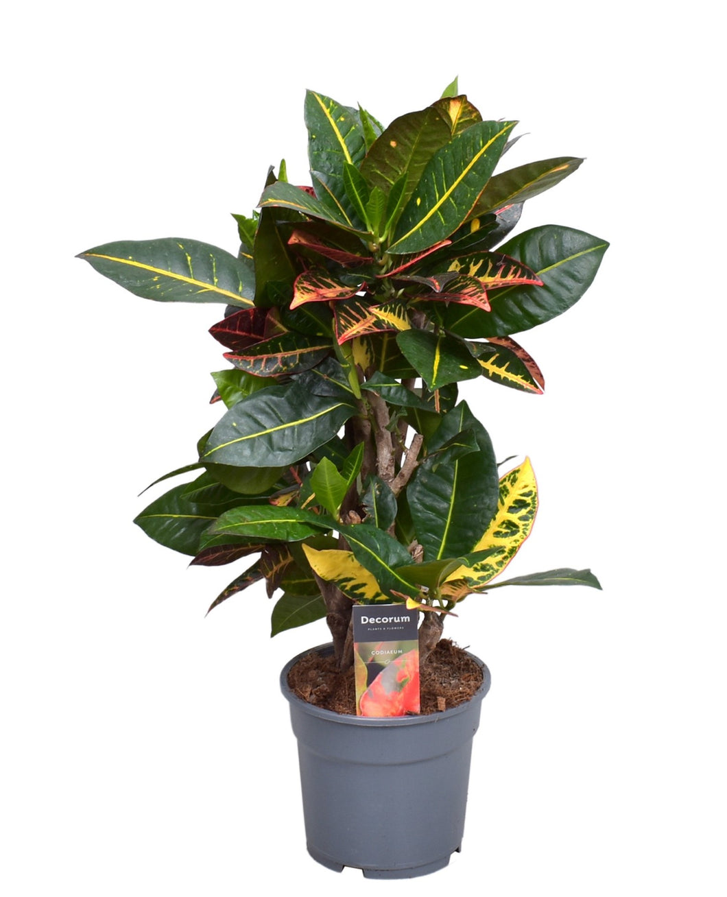 Codiaeum variegatum var. variegatum 'Excellent' - Root Houseplants