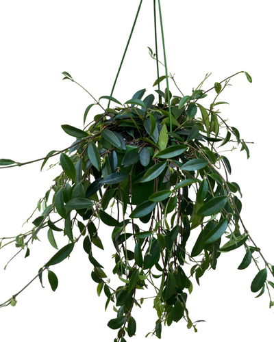 Codonanthopsis crassifolia - Root Houseplants