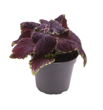 Charger l&#39;image dans la galerie, Coleus - Root Houseplants
