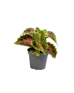 Coleus - Root Houseplants