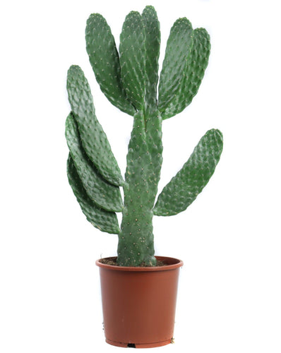 Consolea rubescens - Root Houseplants
