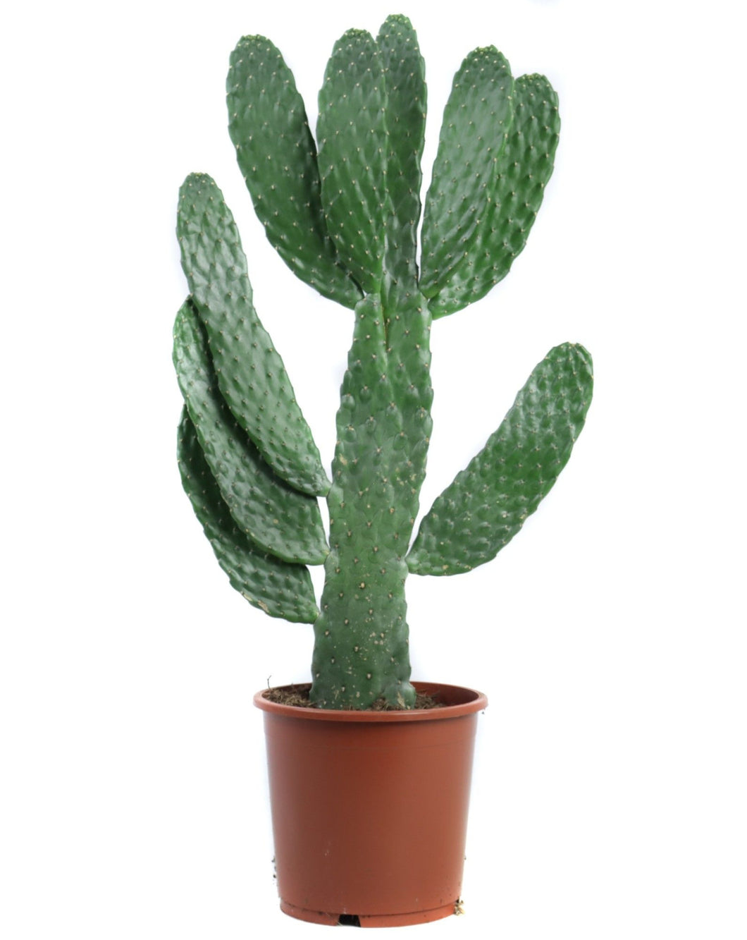 Consolea rubescens - Root Houseplants