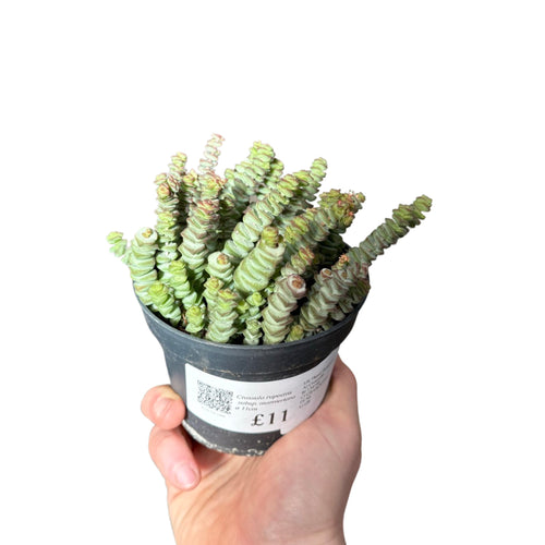 Crassula rupestris subsp. Marnieriana - Root Houseplants