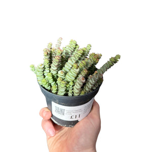 Crassula rupestris subsp. Marnieriana - Root Houseplants