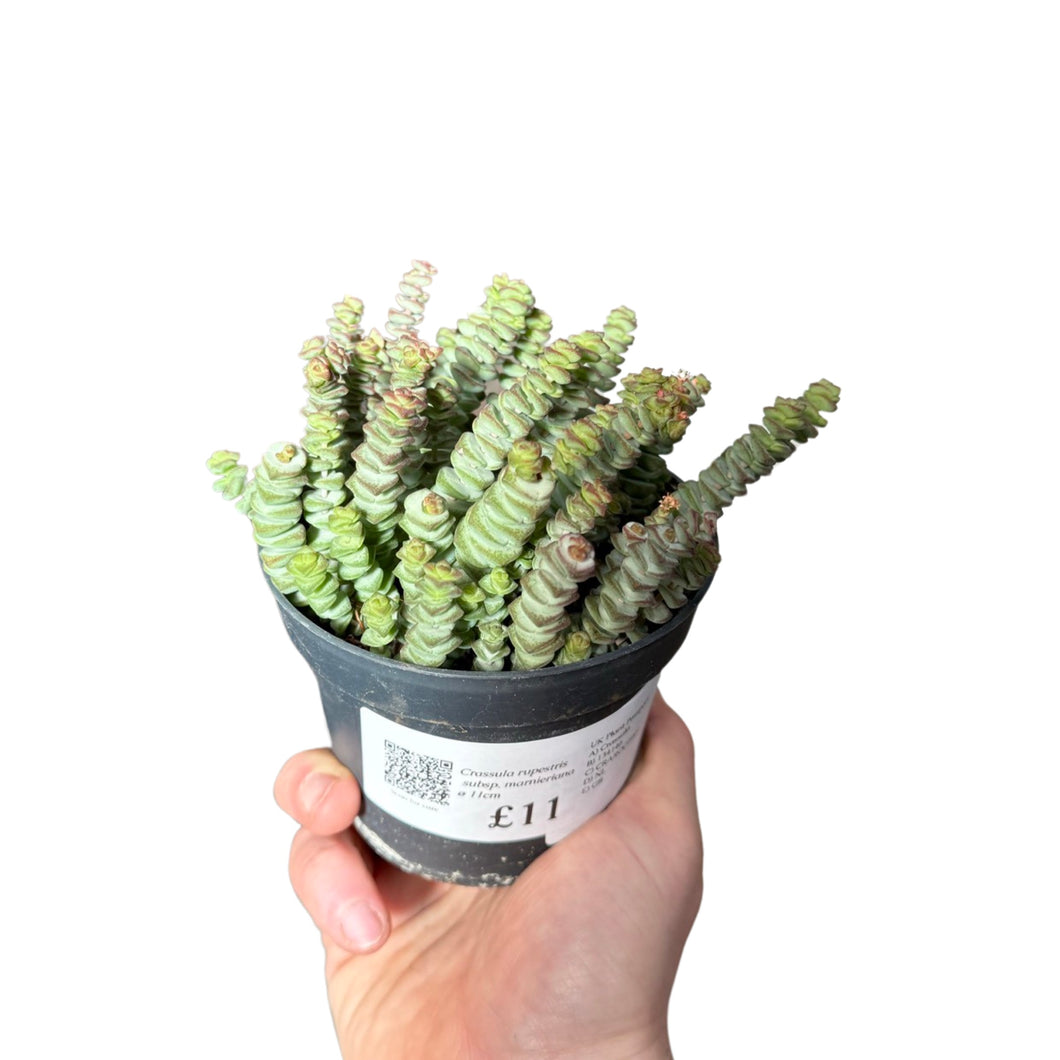 Crassula rupestris subsp. Marnieriana - Root Houseplants