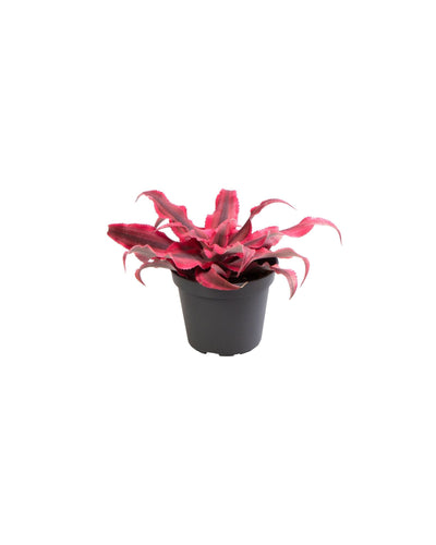 Cryptanthus bivittatus - Earth Star Plant - Root Houseplants