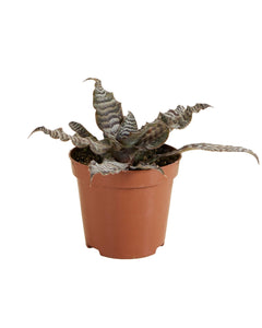 Cryptanthus zonatus - Root Houseplants