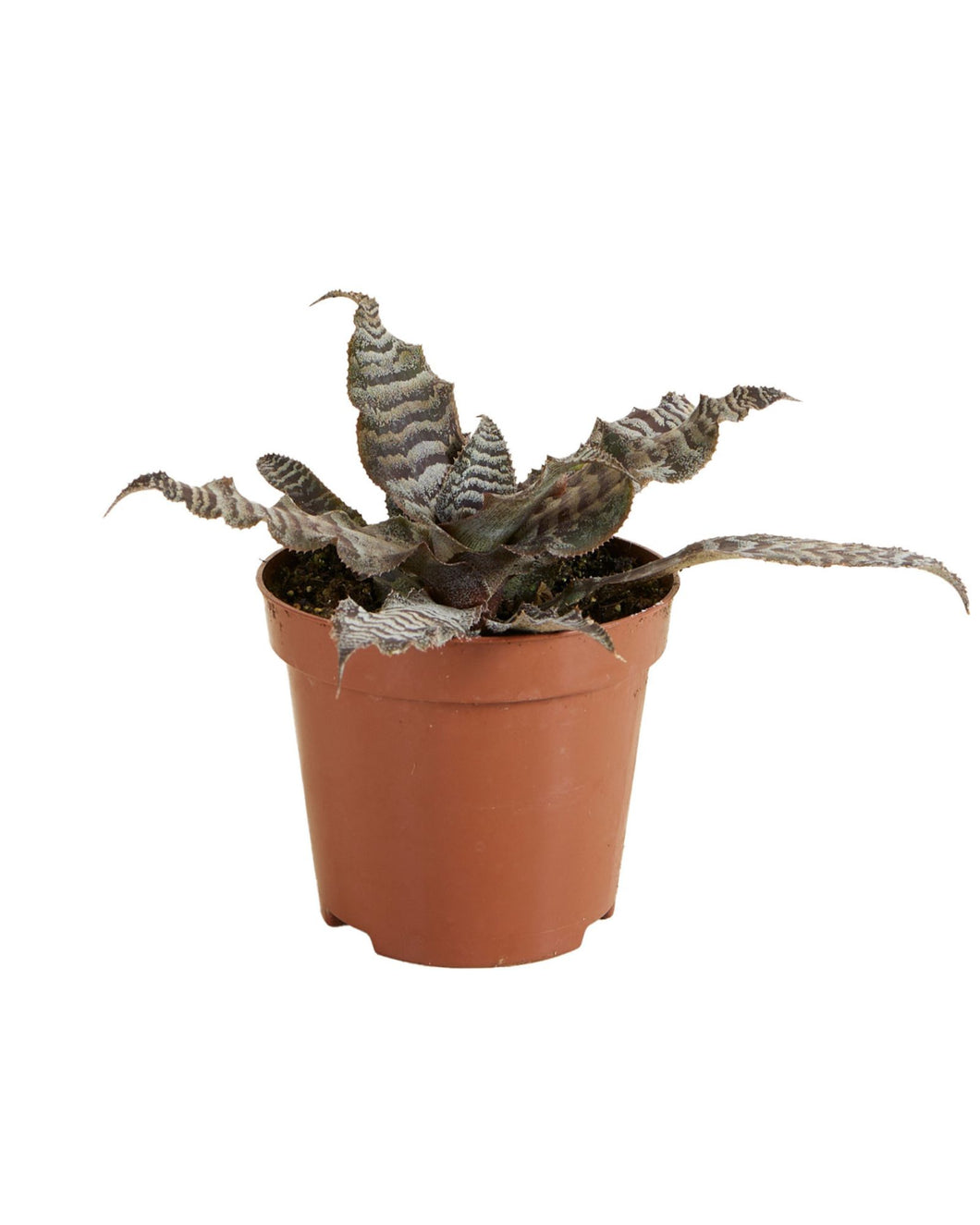 Cryptanthus zonatus - Root Houseplants