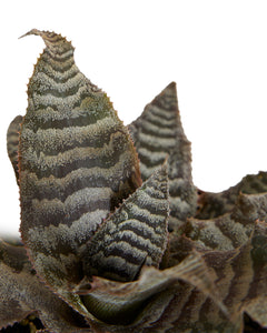 Cryptanthus zonatus - Root Houseplants