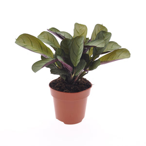 Ctenanthe burle-marxii 'Amagris' - Root Houseplants