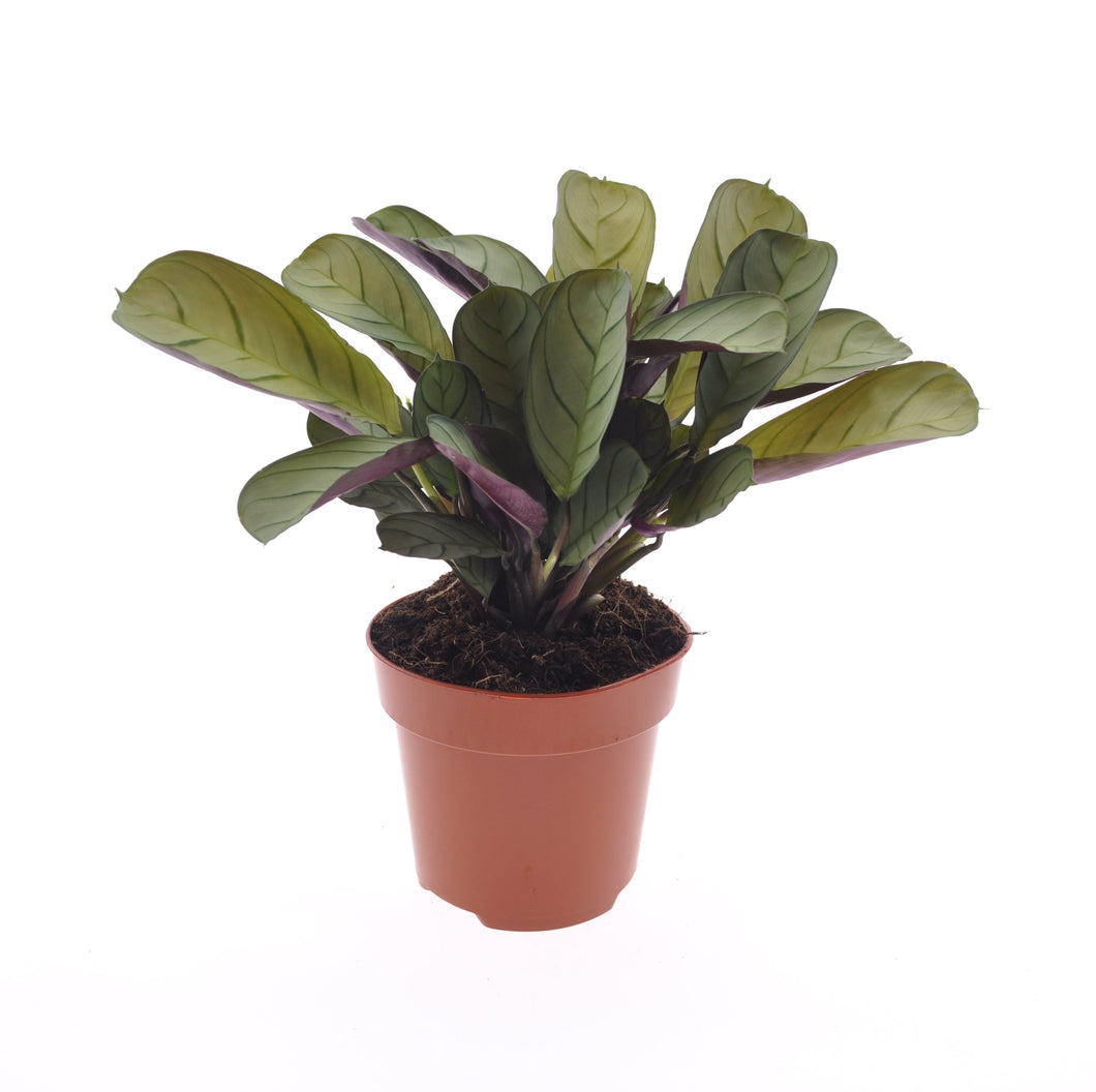 Ctenanthe burle-marxii 'Amagris' - Root Houseplants