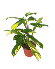 Load image into Gallery viewer, Ctenanthe lubbersiana - Root Houseplants
