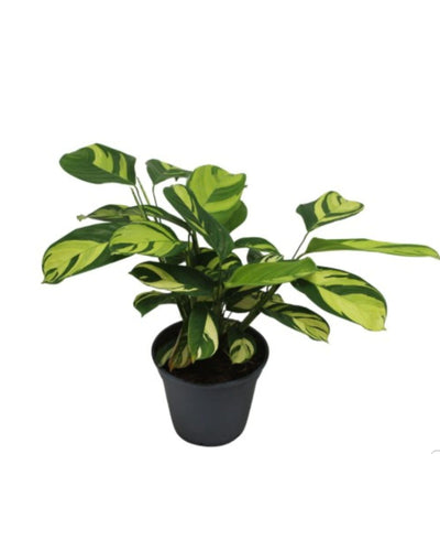 Ctenanthe lubbersiana - Root Houseplants