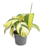 Load image into Gallery viewer, Ctenanthe lubbersiana - Root Houseplants
