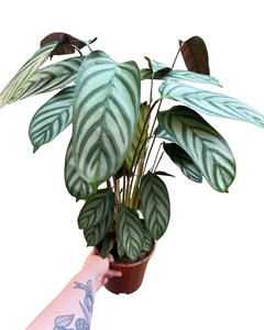Ctenanthe oppenheimiana - Root Houseplants