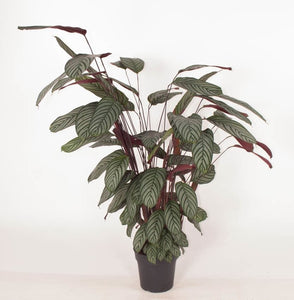 Ctenanthe setosa 'Compact Star' - Root Houseplants