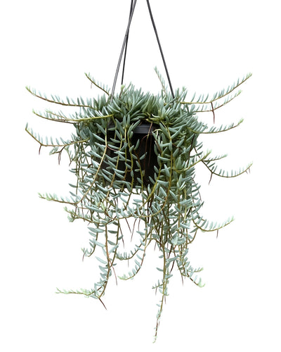Curio hallianus - Root Houseplants