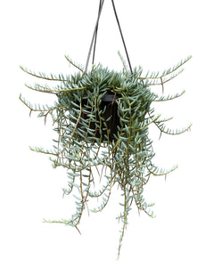 Curio hallianus - Root Houseplants