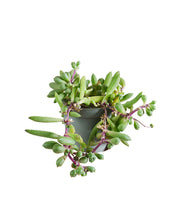 Charger l&#39;image dans la galerie, Curio herreanus &#39;Purple Flush&#39; - Root Houseplants
