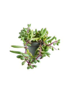Curio herreanus 'Purple Flush' - Root Houseplants