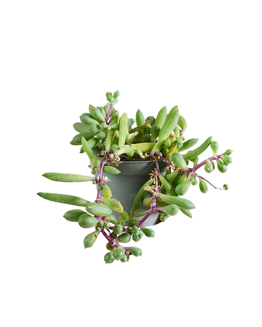 Curio herreanus 'Purple Flush' - Root Houseplants