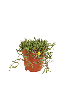 Curio herreanus 'Purple Flush' - Root Houseplants