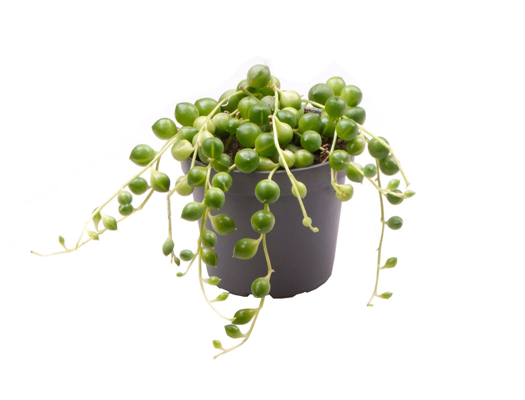 Curio rowleyanus - String of Pearls - Root Houseplants