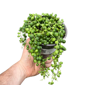 Curio rowleyanus - String of Pearls - Root Houseplants