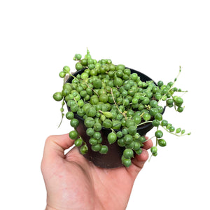 Curio rowleyanus - String of Pearls - Root Houseplants