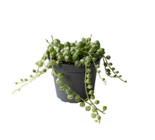 Charger l&#39;image dans la galerie, Curio rowleyanus &#39;Variegata&#39; - Root Houseplants
