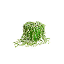 Charger l&#39;image dans la galerie, Curio rowleyanus &#39;Variegata&#39; - Root Houseplants

