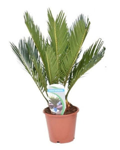 Cycas revoluta - Sago Palm - Root Houseplants